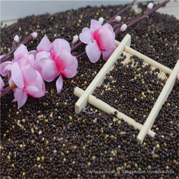 sorgho noir millet origine Chine